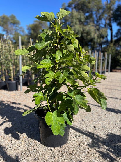 Ficus carica 'Figalicious'