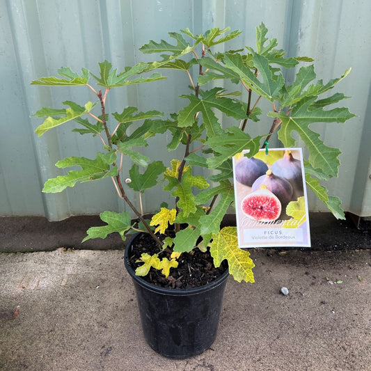 Ficus carica 'Violette De Bordeaux'