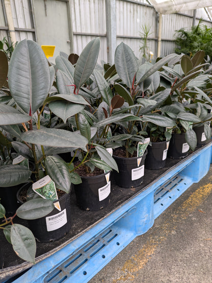 Ficus elastica Burgundy