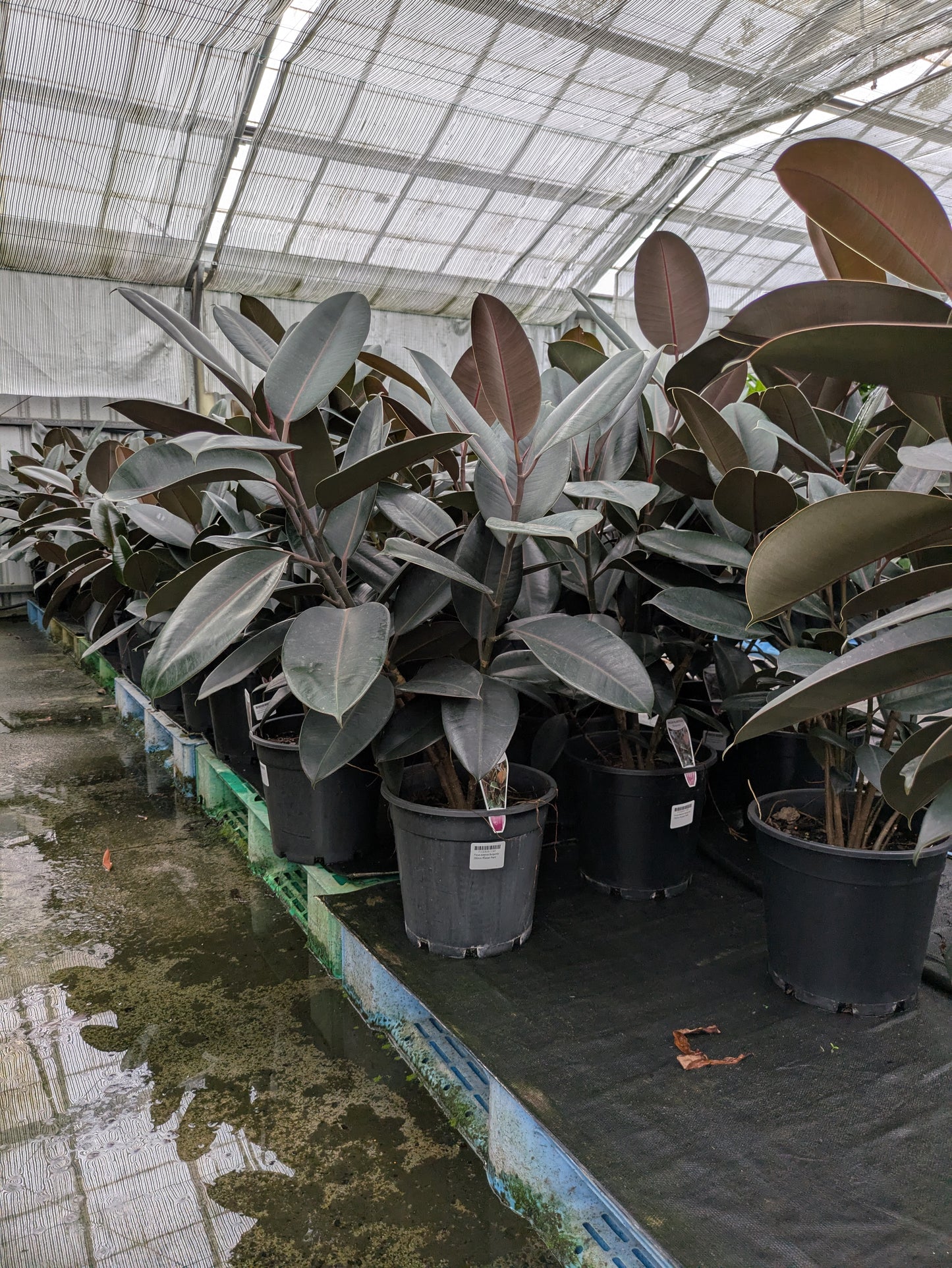 Ficus elastica Burgundy