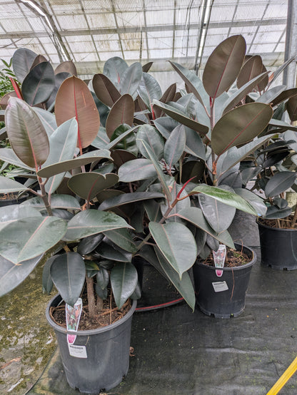 Ficus elastica Burgundy