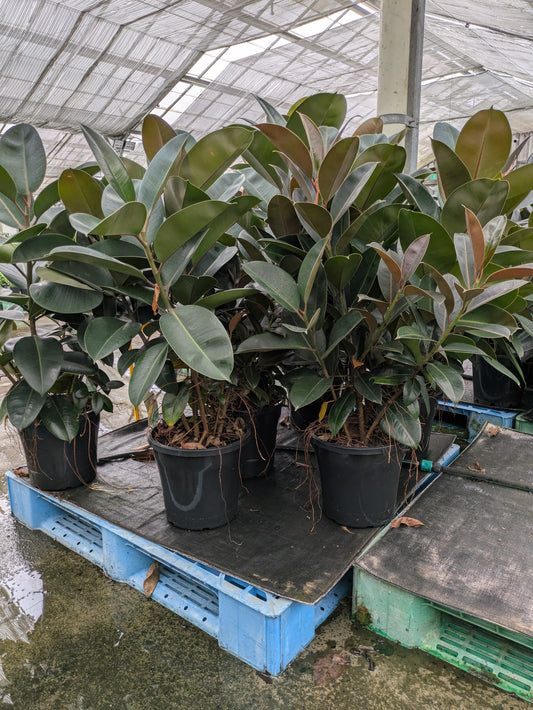 Ficus elastica Robusta