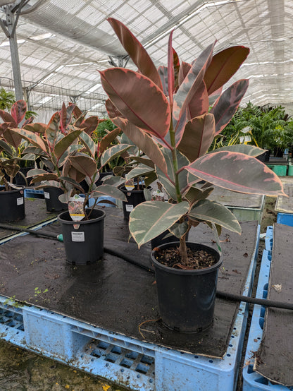 Ficus elastica Ruby
