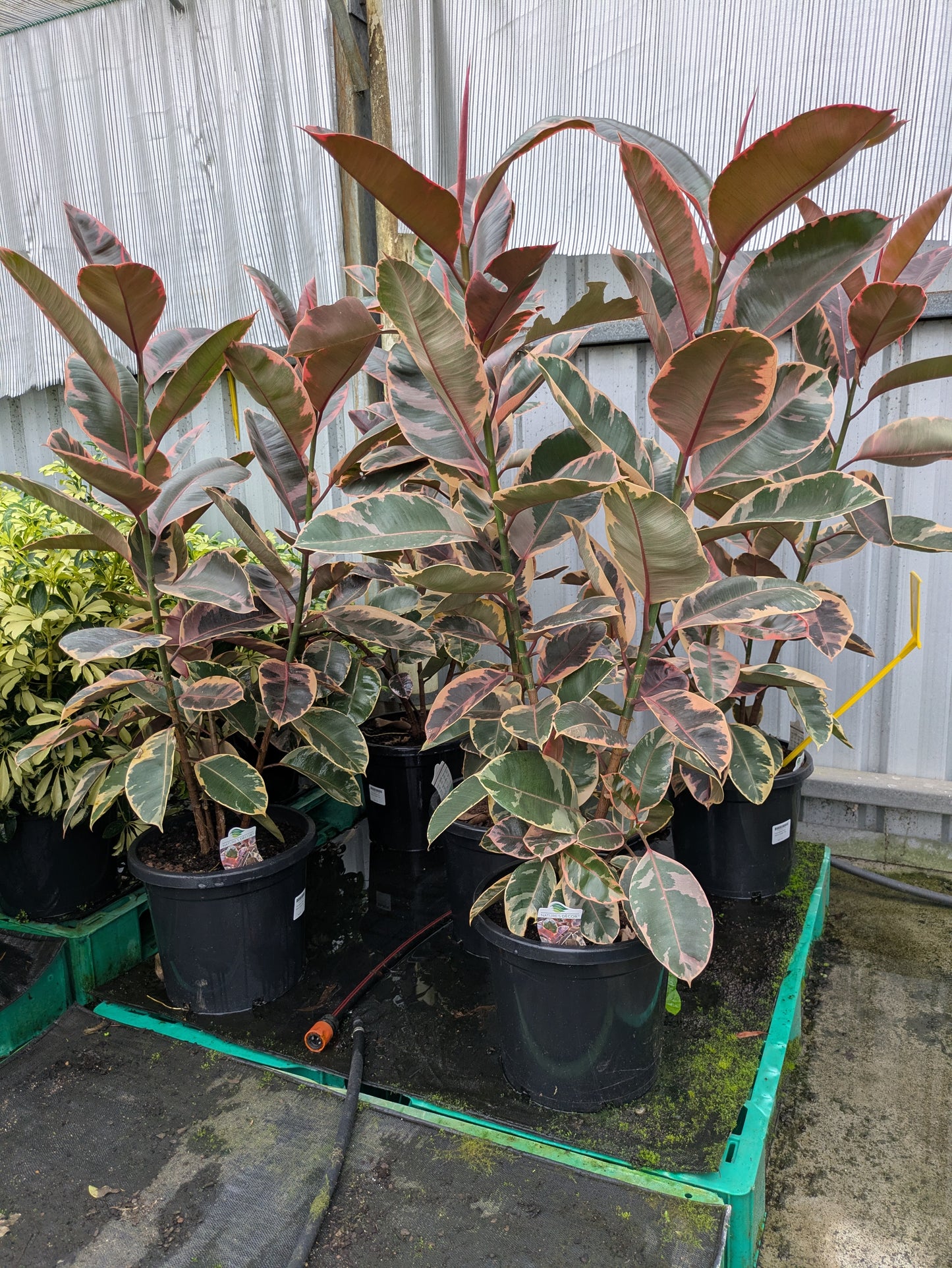 Ficus elastica Ruby