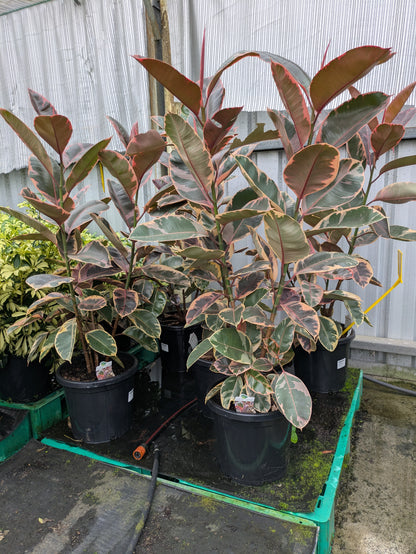 Ficus elastica Ruby
