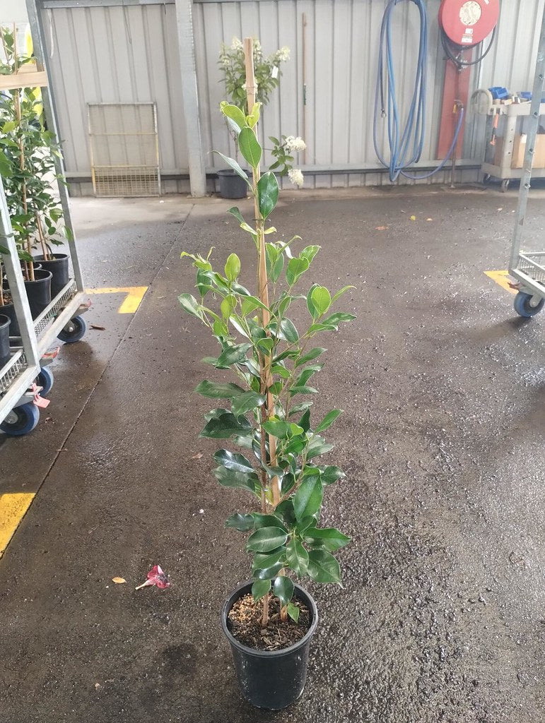 the plant broker