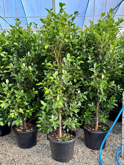 Ficus hillii 'Flash'
