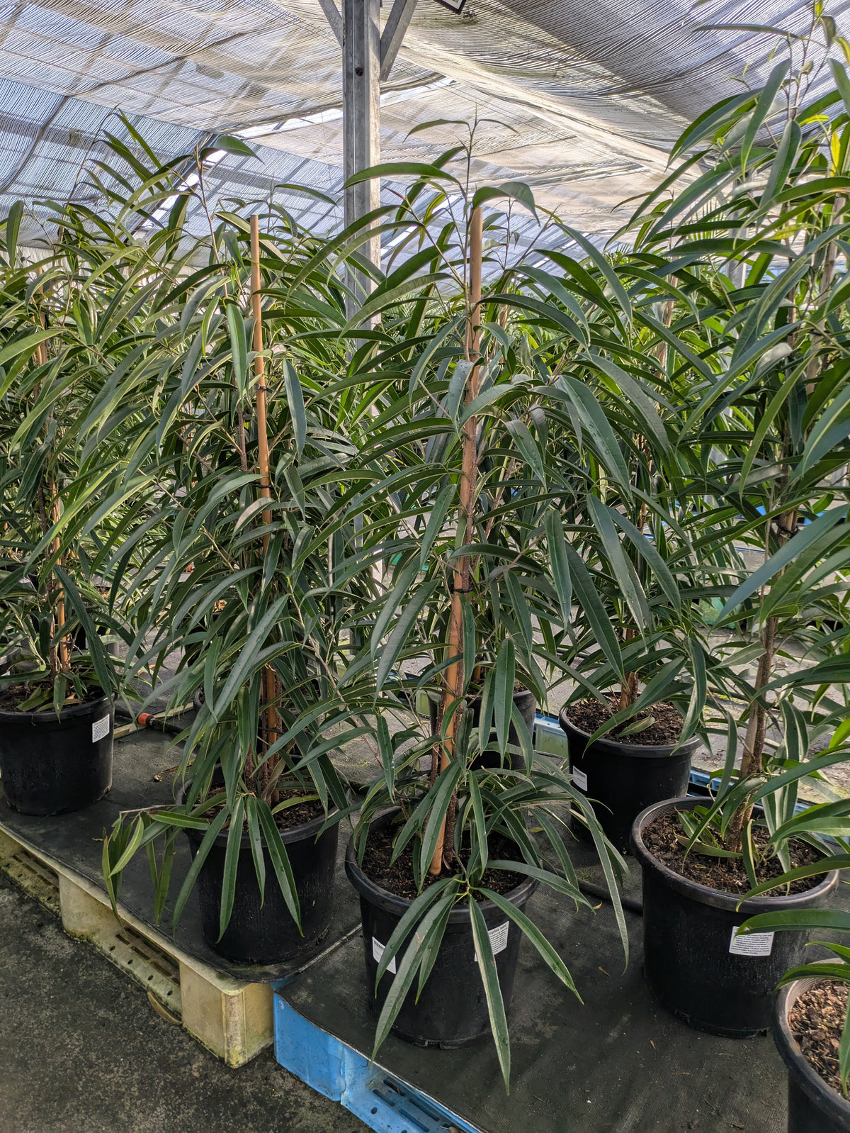 Ficus Tree Long Ficus longifolia – The Plant Broker