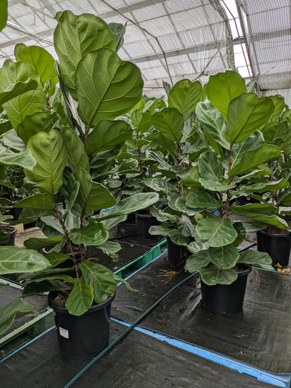 fiddle leaf fig hedge Ficus lyrata – The Plant Broker