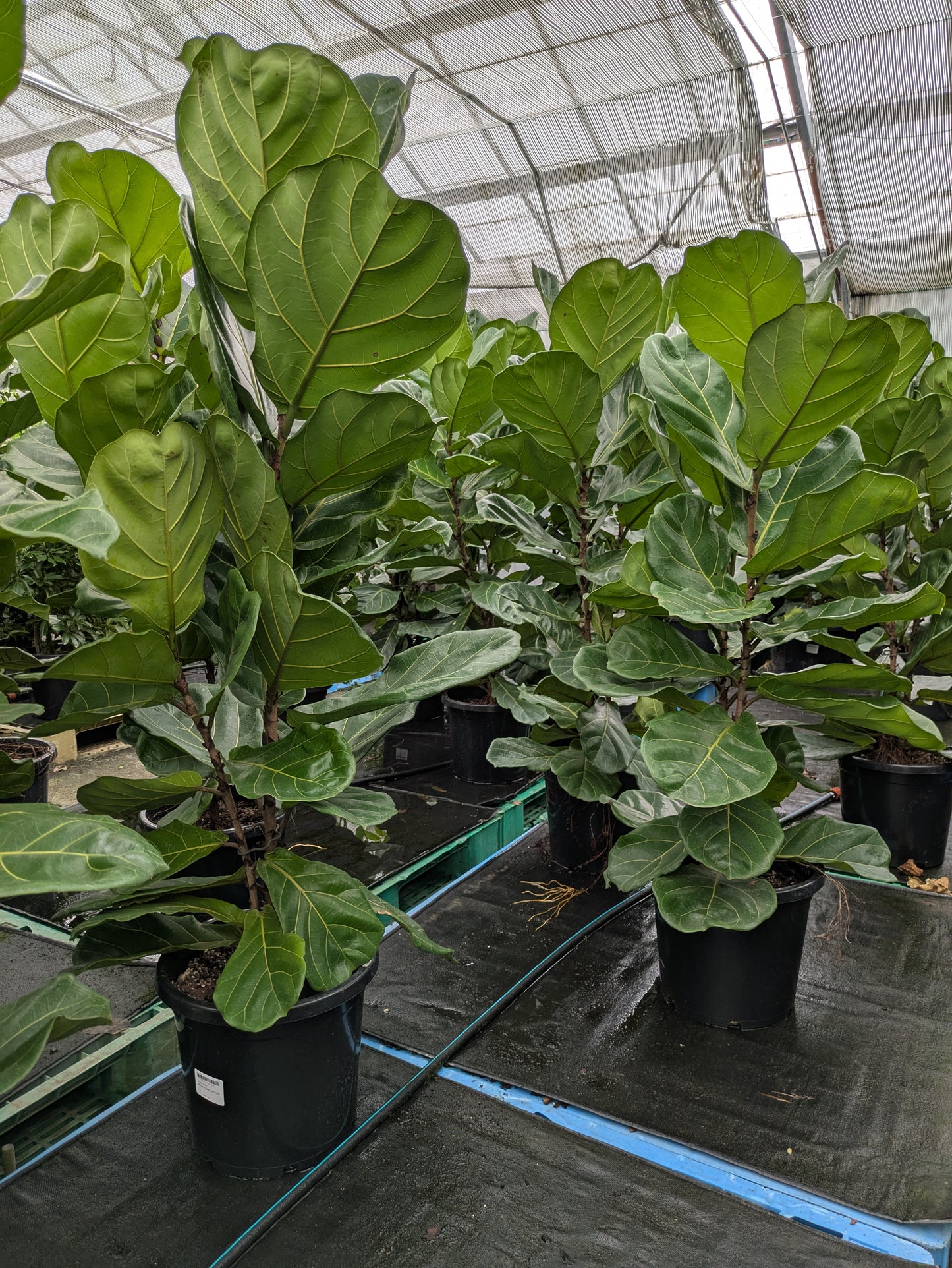 Ficus lyrata