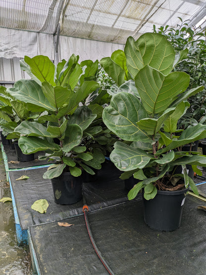 Ficus lyrata