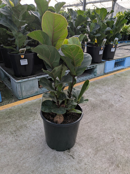 Ficus lyrata "Bambino"