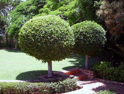 Ficus hillii 'Flash'