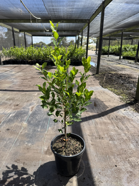 Ficus hillii 'Flash'