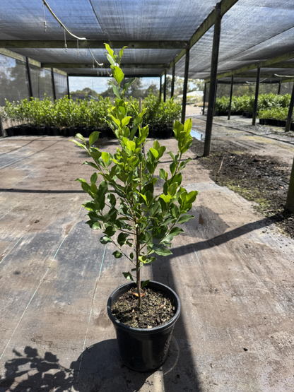 Ficus hillii 'Flash'