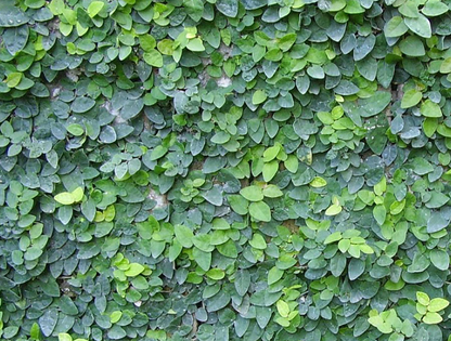 Ficus pumila