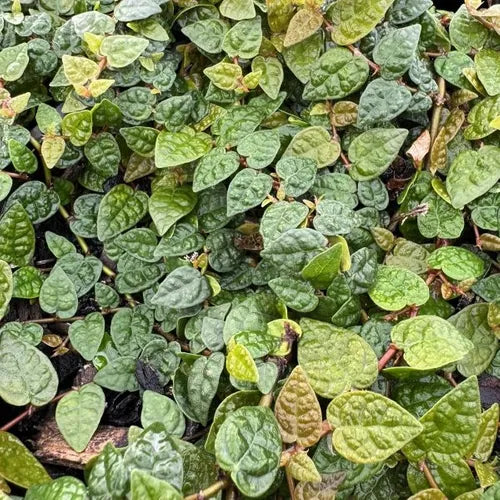 the plant broker