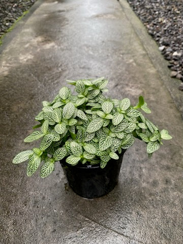 Fittonia White Angel
