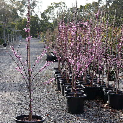 Cercis canadensis 'Forest Pansy'