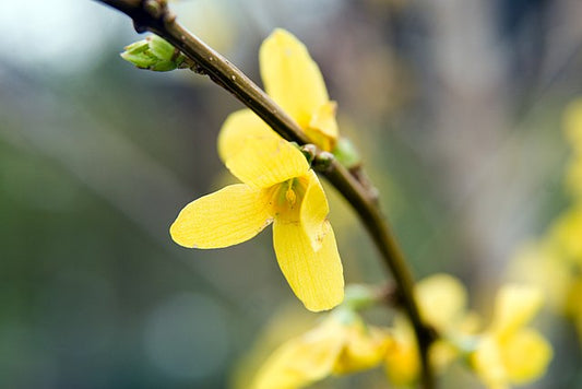 Forsythia x. Intermedia Lynwood Gold