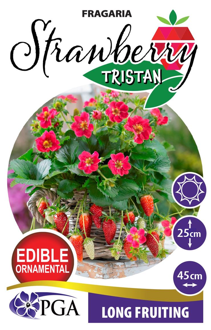 Fragaria ‘Strawberry Tristan’