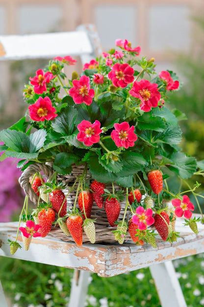 Fragaria ‘Strawberry Tristan’
