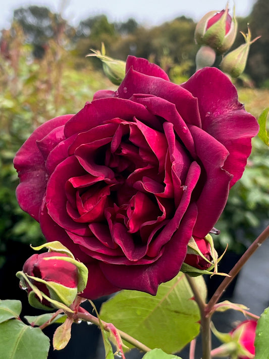 Rose - Francis Dubreuil