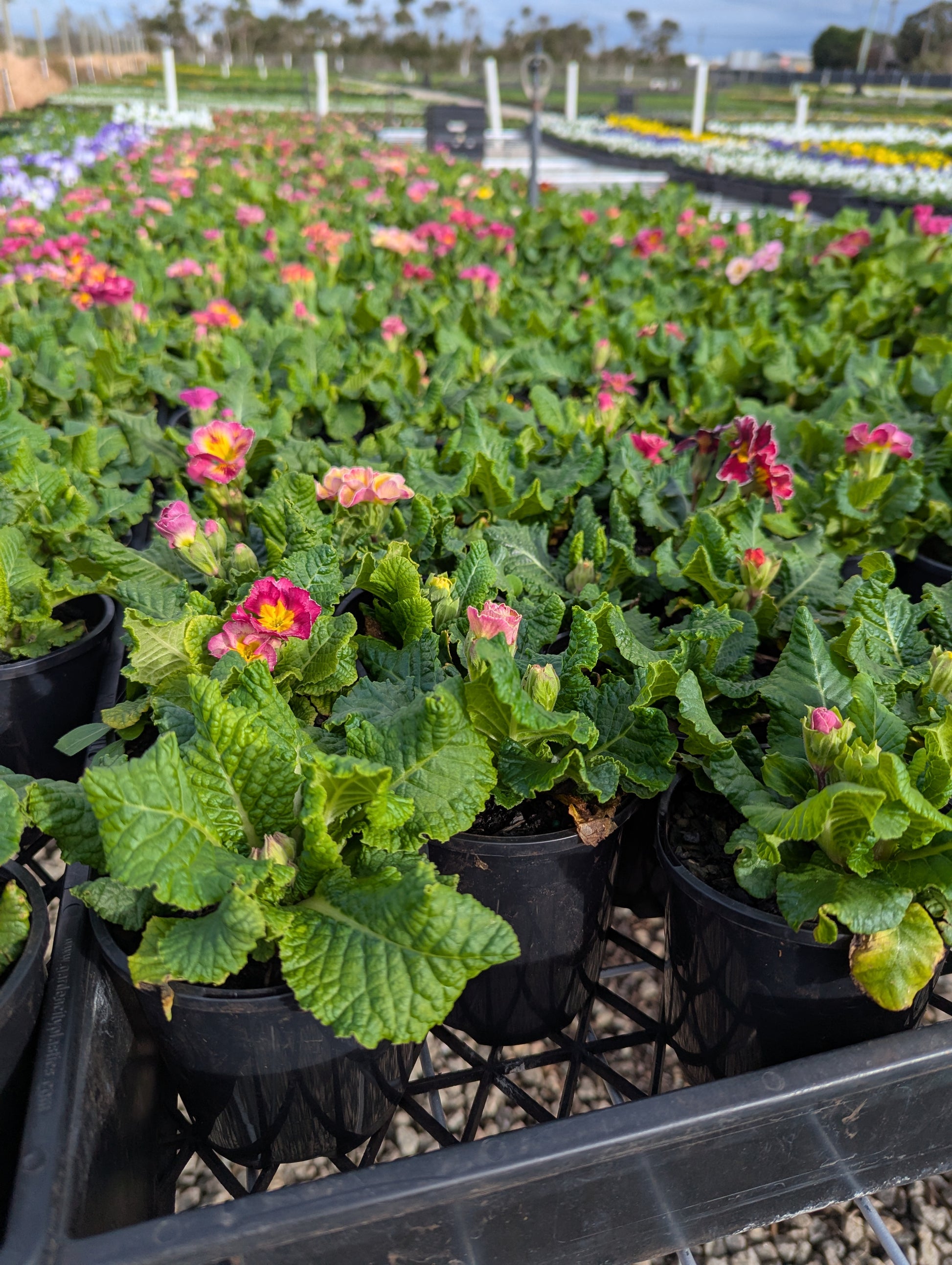 the plant broker