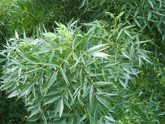 Fraxinus angustifolia raywood