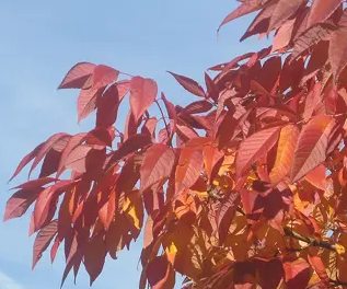 Fraxinus pennsylvanica Cimmzam Cimmaron™