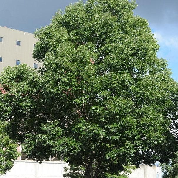 Fraxinus pennsylvanica Urbdell Urbanite