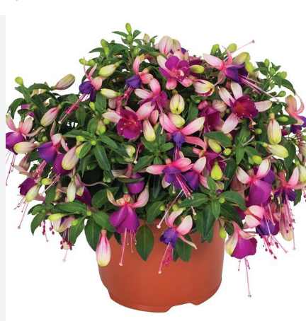 Fuchsia Ballerina Brise