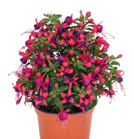 Fuchsia Ballerina® Pirouette