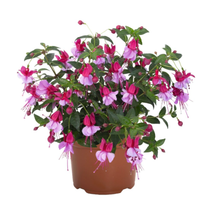 Fuchsia Ballerina® Revela