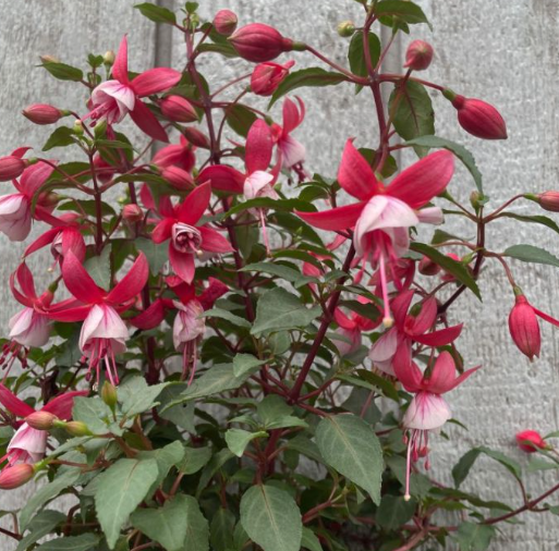 Fuchsia Bella Hilda