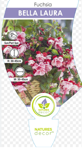Fuchsia  Bella Laura