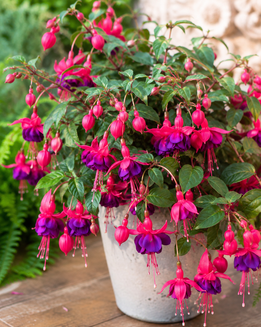 Fuchsia Bella Lydia