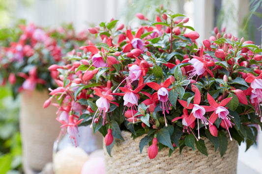 Fuchsia  Bella Nikita