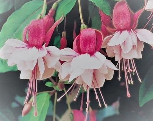 Fuchsia Bella Olivia