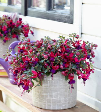 Fuchsia Bella Soila