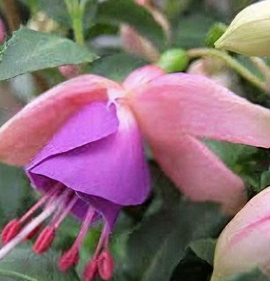Fuchsia Blush Violet