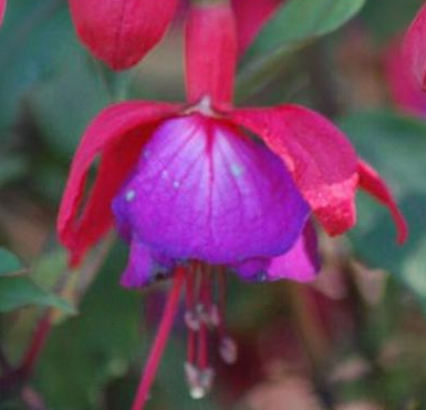 Fuchsia Blush Violet