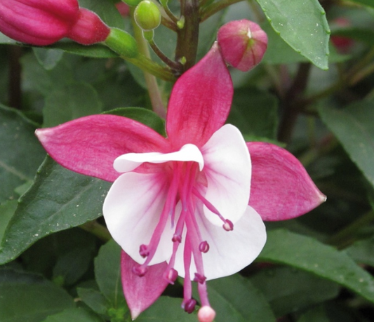 Fuchsia Carmine White
