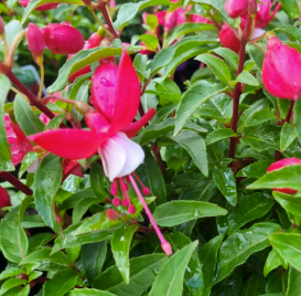 Fuchsia Deep Pink and White