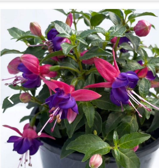 Fuchsia Diva™ Rose Blue