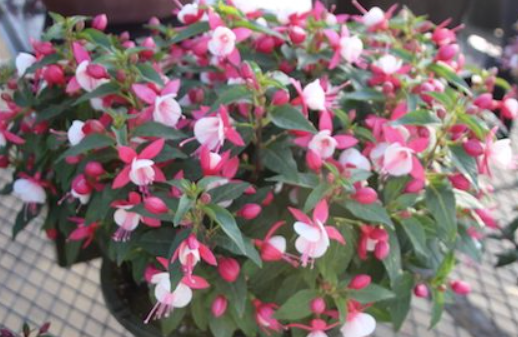 Fuchsia Fuchsita Deep Rose White