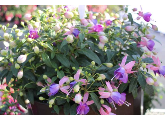 Fuchsia Fuchsita Flamingo Blue
