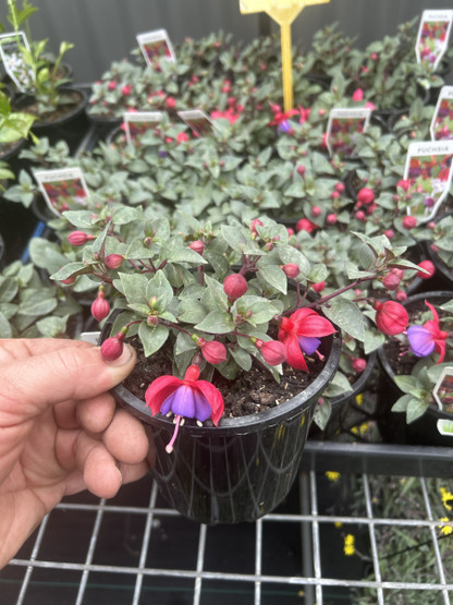 Fuchsia Fuchsita Pink Blue