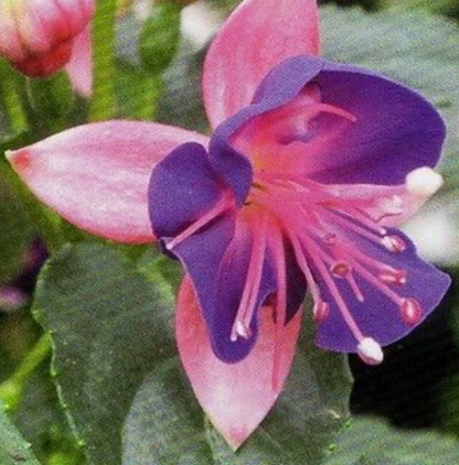Fuchsia Fuchsita Pink Blue
