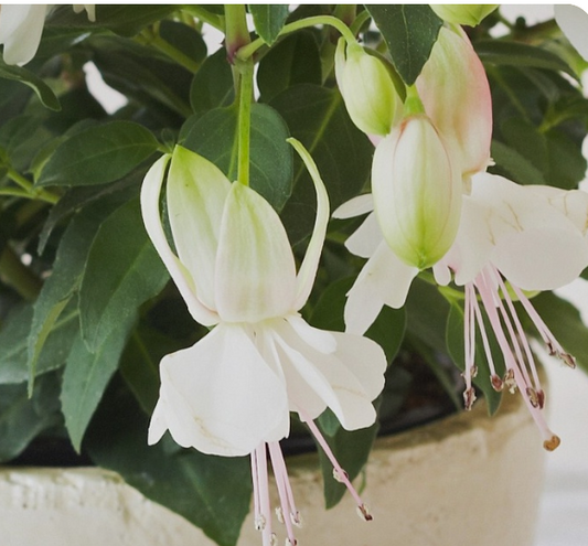 Fuchsia Fuchsita Polar White